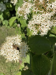 Cornus sericea