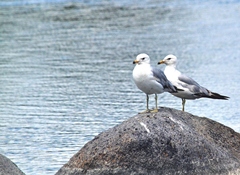 Larus delawarensis