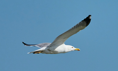 Larus michahellis