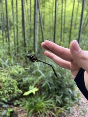 Chlorogomphus shanicus