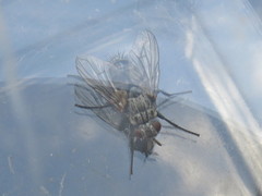 Triarthria setipennis