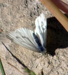 Pieris napi