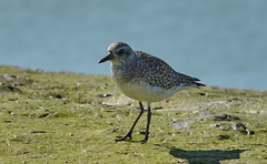 Pluvialis squatarola