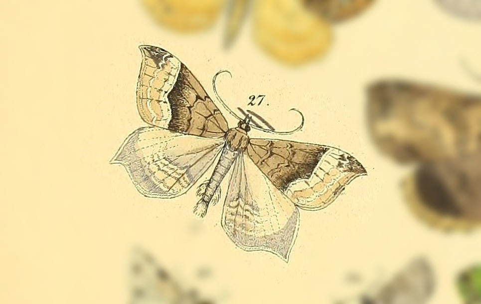 Ennada pellicata