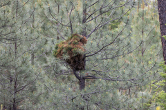 Arceuthobium americanum