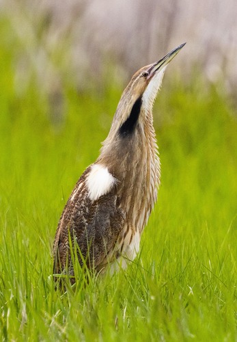 American Bittern photographed in North Dakota