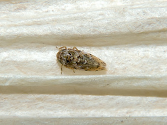 Xestocephalus