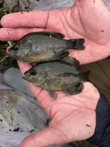 Lepomis miniatus