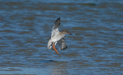 Tringa totanus