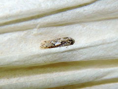 Xestocephalus