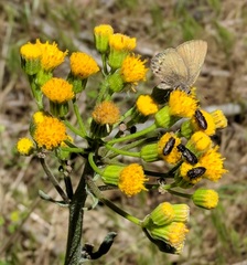 Senecio aronicoides