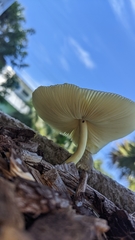 Leucocoprinus birnbaumii image