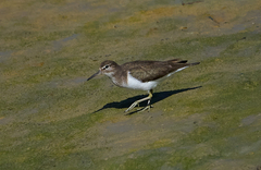 Actitis hypoleucos