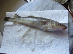 Microgadus tomcod