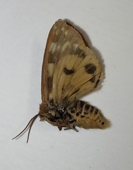 Arctia aulica