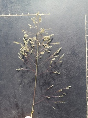 Sporobolus ludwigii