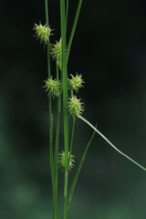 Carex cryptolepis