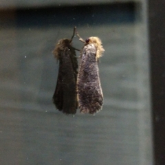 Acrolophus propinqua