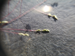 Sporobolus ludwigii