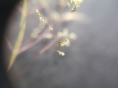 Sporobolus ludwigii