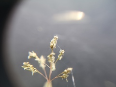 Sporobolus ludwigii