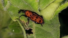 Rhodobaenus tredecimpunctatus