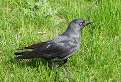 Corvus monedula