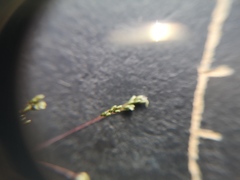 Sporobolus ludwigii