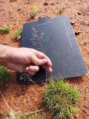 Sporobolus ludwigii