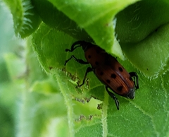 Rhodobaenus tredecimpunctatus