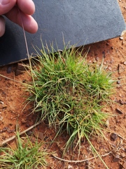 Sporobolus ludwigii