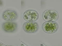 Cosmarium contractum