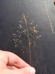 Sporobolus ludwigii