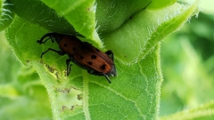 Rhodobaenus tredecimpunctatus