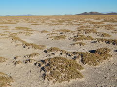 Frankenia juniperoides