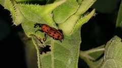 Rhodobaenus tredecimpunctatus