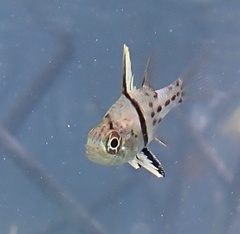 Sphaeramia orbicularis