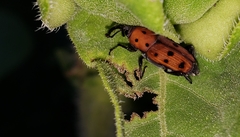 Rhodobaenus tredecimpunctatus