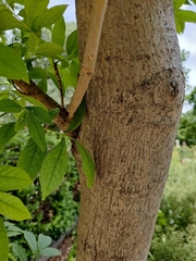 Fraxinus chinensis