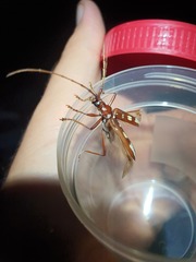 Eburia decemmaculata