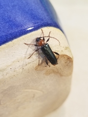 Phymatodes