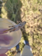 Pyrgodera armata
