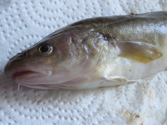 Microgadus tomcod