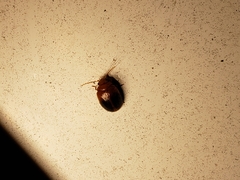 Prionocyphon discoideus