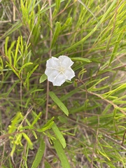 Stylisma pickeringii