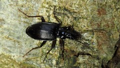 Limodromus