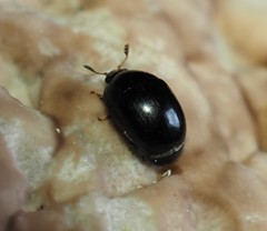 Cyllodes ater