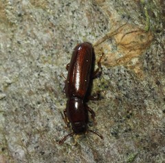 Corticeus