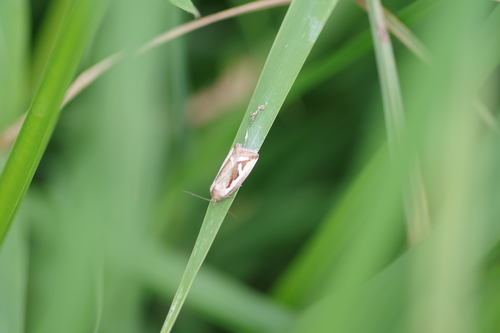 Deltote uncula