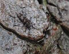 Acanthocinus griseus